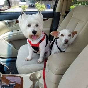 Meet your Posher, Regina